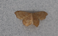 Idaea emarginata