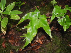 Asplenium hemionitis image