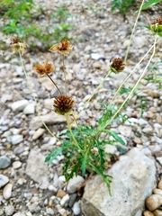 Tetragonotheca texana