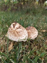 Chlorophyllum