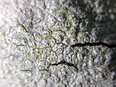 Pertusaria pustulata