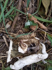 Chlorophyllum