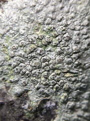Pertusaria pustulata