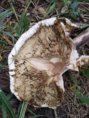 Chlorophyllum