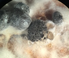 Sclerotinia sclerotiorum