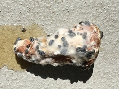 Sclerotinia sclerotiorum
