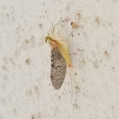 Leucrocuta maculipennis