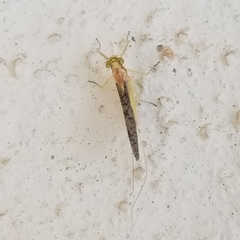 Leucrocuta maculipennis