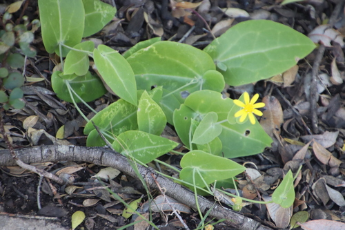 Image of Othonna perfoliata by (c) Tony Rebelo, some rights reserved (CC BY-SA)