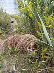 Phragmites australis
