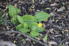 Othonna perfoliata
