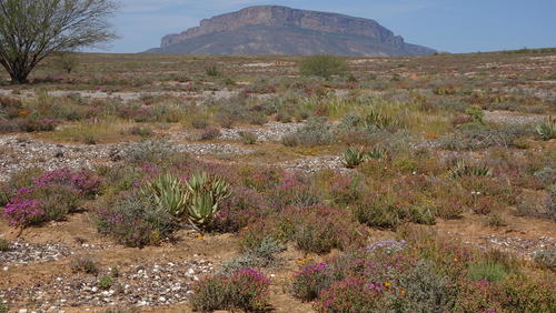 Image of Aloe falcata by (c) Paul Emms, some rights reserved (CC BY-SA)