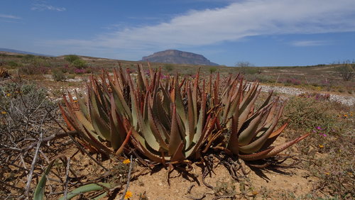 Image of Aloe falcata by (c) Paul Emms, some rights reserved (CC BY-SA)