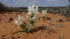 Lapeirousia pyramidalis