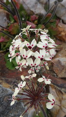 Pelargonium moniliforme