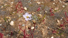 Drosera alba