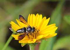Coelioxys dolichos