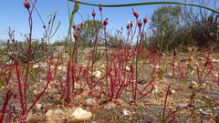 Drosera alba