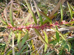 Ludwigia polycarpa