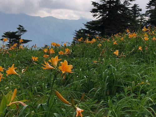 Image of Hemerocallis middendorffii by (c) Yoshimasa Uchiyama, some rights reserved (CC BY)