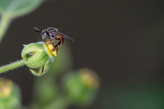 Plebeia manantlensis
