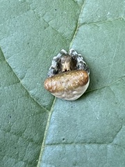 Mastophora