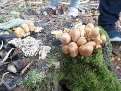 Coprinellus micaceus