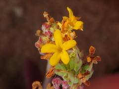 Manulea chrysantha