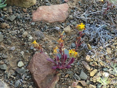 Manulea chrysantha