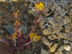 Manulea chrysantha