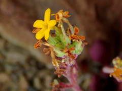 Manulea chrysantha
