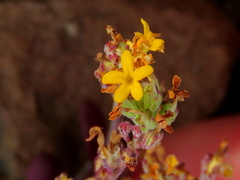 Manulea chrysantha