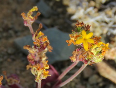Manulea chrysantha