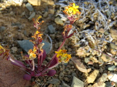 Manulea chrysantha