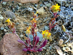 Manulea chrysantha