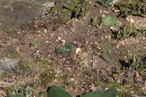 Image of Heliophila pinnata by (c) Tony Rebelo, some rights reserved (CC BY-SA)