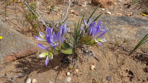 Image of Babiana mucronata by (c) Paul Emms, some rights reserved (CC BY-SA)