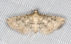 Metasia capnochroa