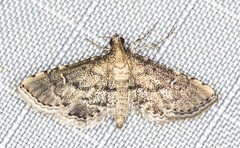Metasia capnochroa