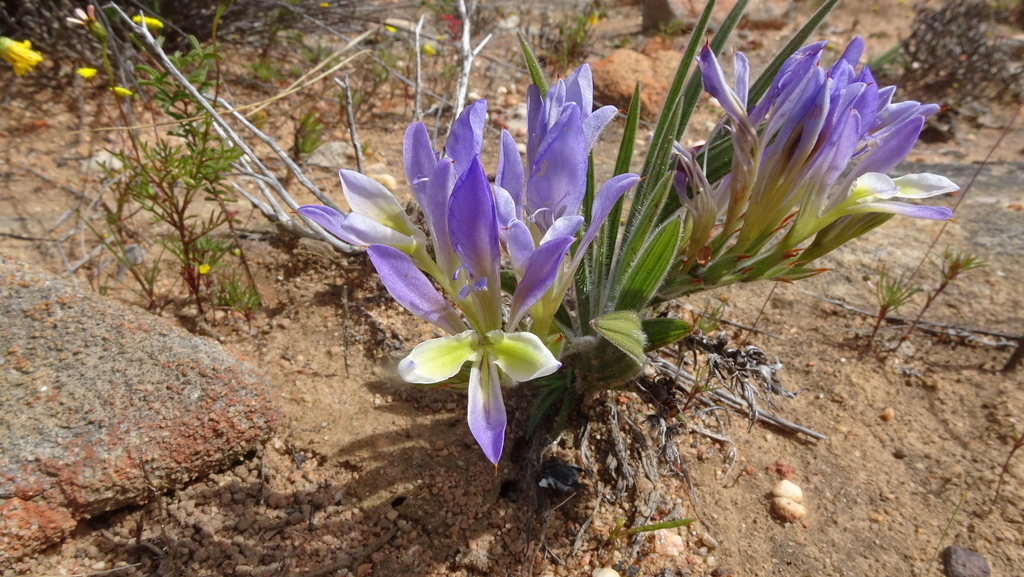 Babiana mucronata, West Coast, ZA-WC, ZA