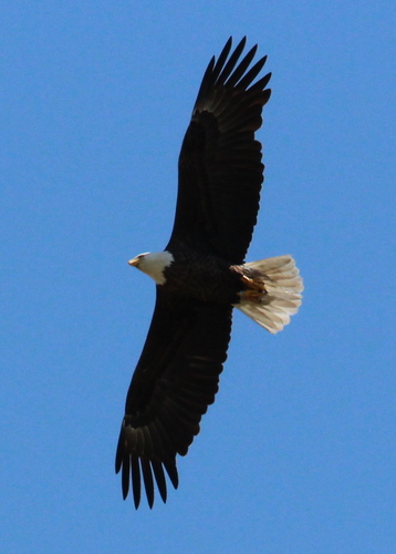 Bald Eagle photographed in Massachusetts
