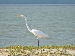 Ardea alba