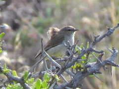 Eremomela icteropygialis