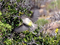Eremomela icteropygialis