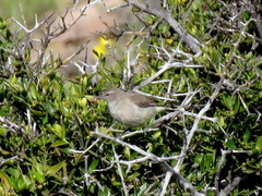 Eremomela icteropygialis