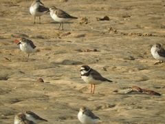 Charadrius semipalmatus