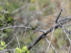 Eremomela icteropygialis