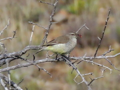 Eremomela icteropygialis