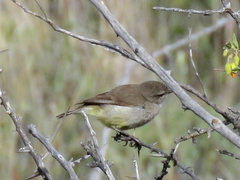 Eremomela icteropygialis