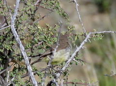 Eremomela icteropygialis